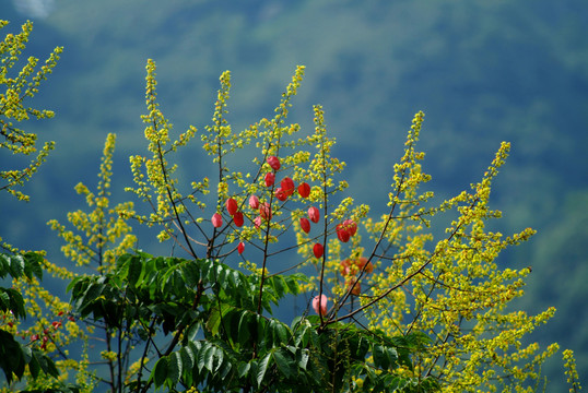 山花