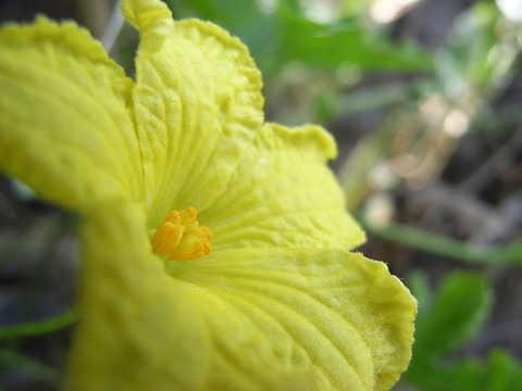 盛開的太陽花
