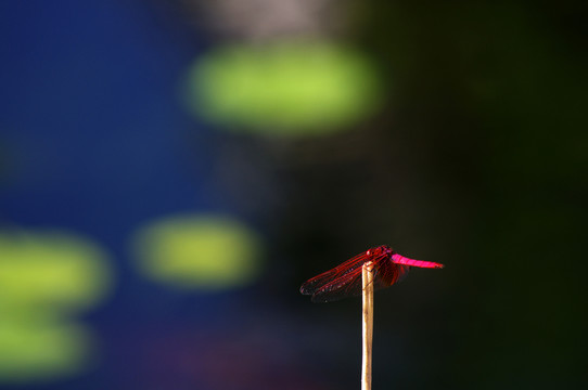蜻蜓
