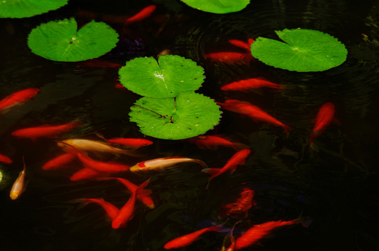 蓮池錦鯉