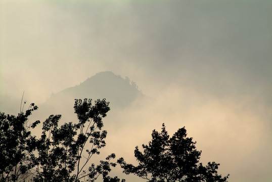 樹(shù) 山 霧