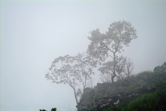 山崖上樹的形態(tài)