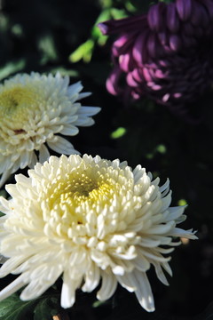 菊花