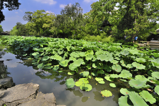 蘇州拙政園夏景
