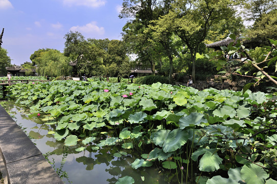 蘇州拙政園夏景