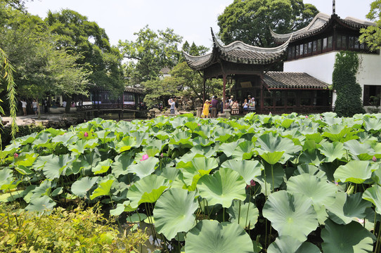 蘇州拙政園夏景