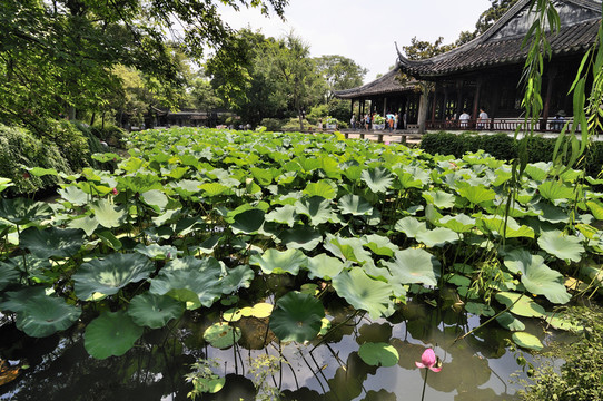 蘇州拙政園夏景