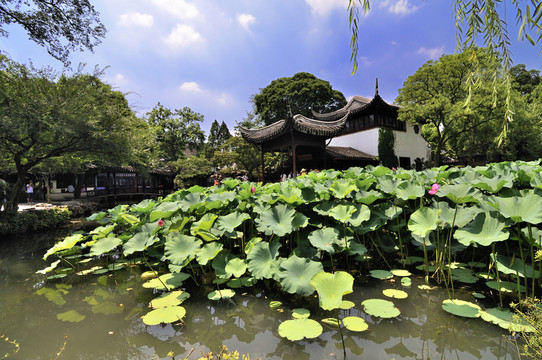 蘇州拙政園夏景
