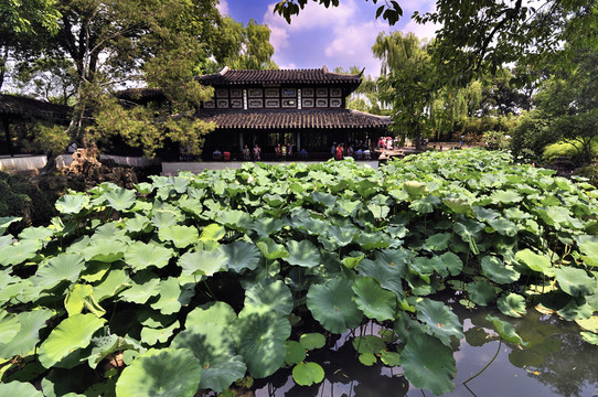 蘇州拙政園夏景