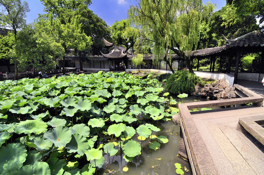 蘇州拙政園夏景