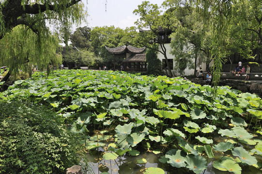 蘇州拙政園夏景