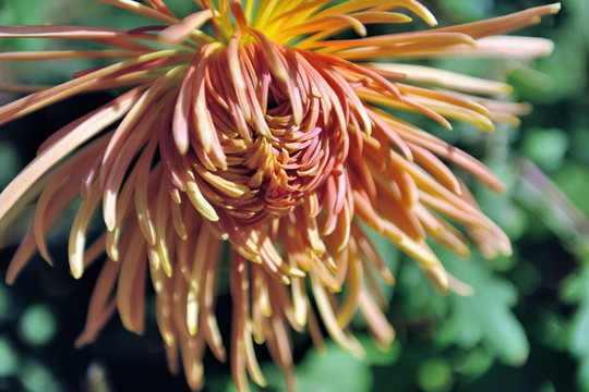 菊花