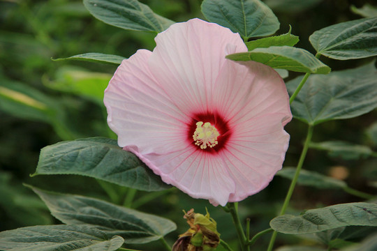 木槿花
