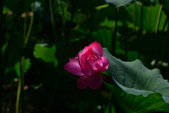 夏日荷花