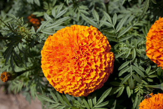 萬(wàn)壽菊