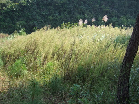 野外草叢