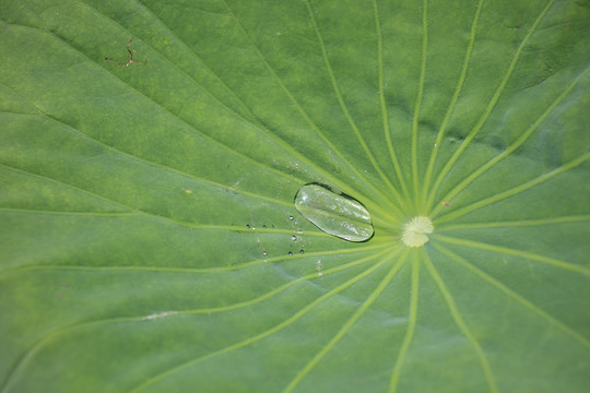 荷葉