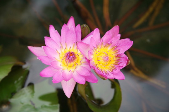 睡蓮 花 荷花