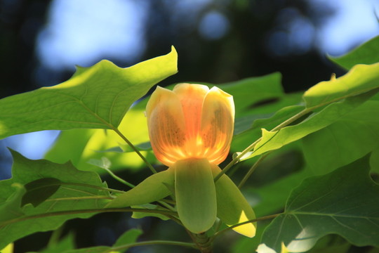 鵝掌楸