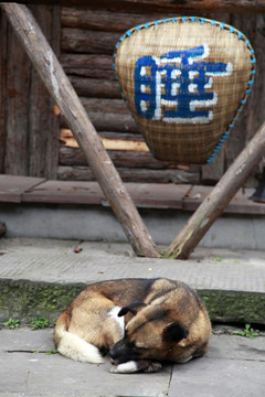 古鎮(zhèn) 動物 狗 閑適