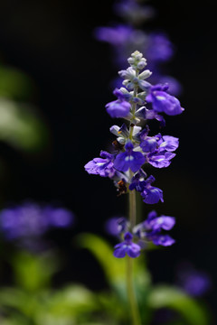 薰衣草