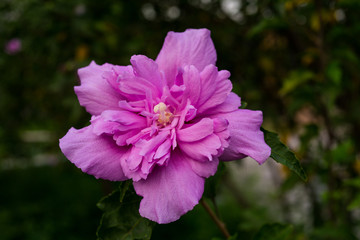 扶桑花