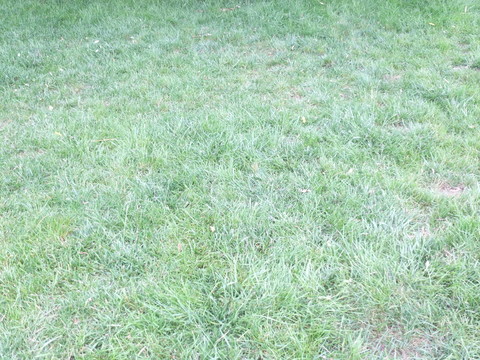 草地