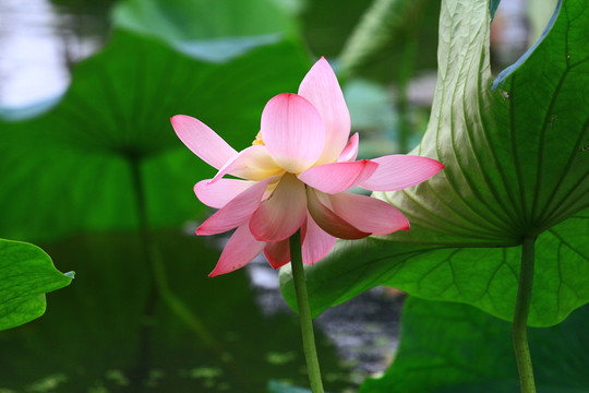 荷花