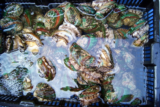 鮑魚