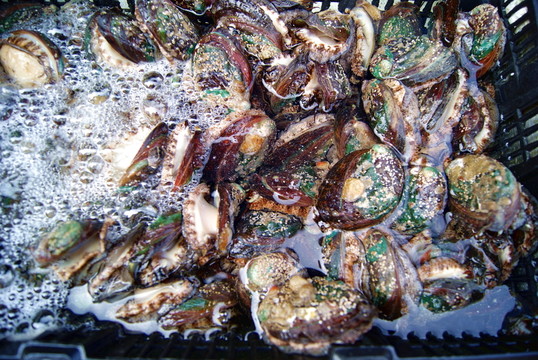 新鮮鮑魚(yú)