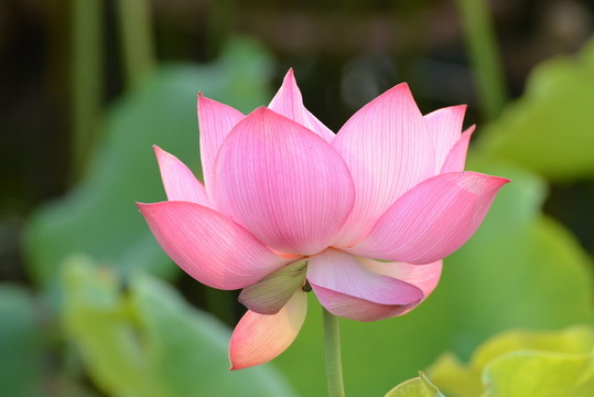 荷花盛開