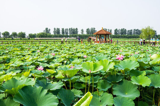 白洋淀 荷花大觀園