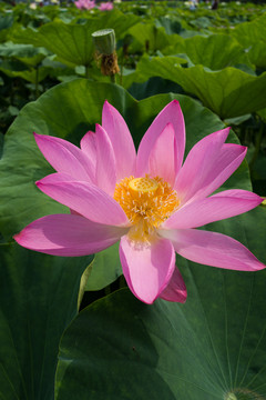 荷花