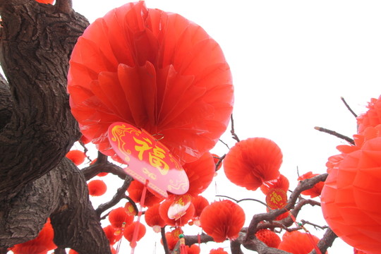 紅燈籠