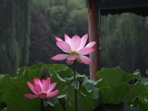 荷花