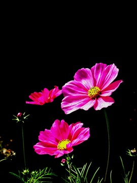 波斯菊