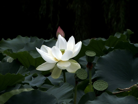 荷花