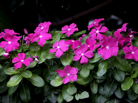 長春花