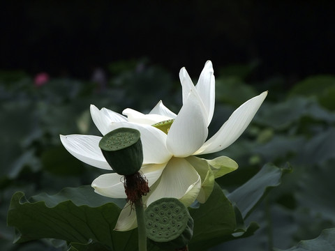 荷花