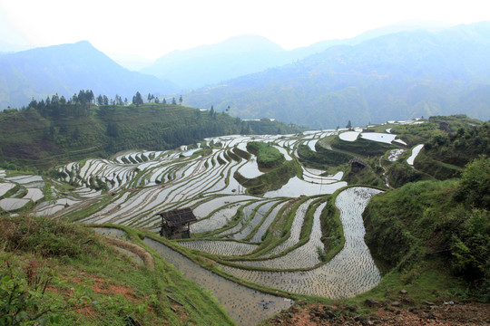 貴州梯田