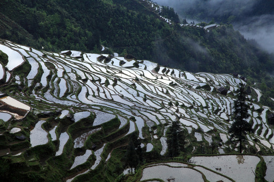 貴州梯田
