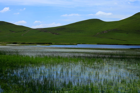 野鴨湖