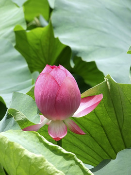 荷花