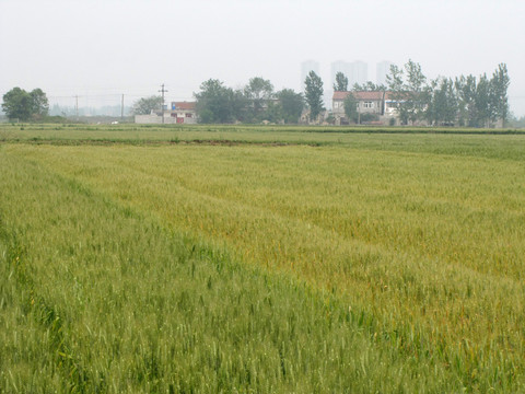 麥田農(nóng)家