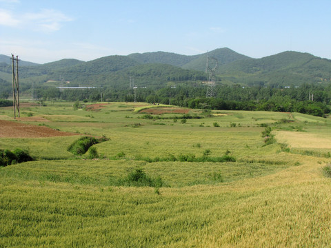 成熟麥田 九蓮峰遠眺