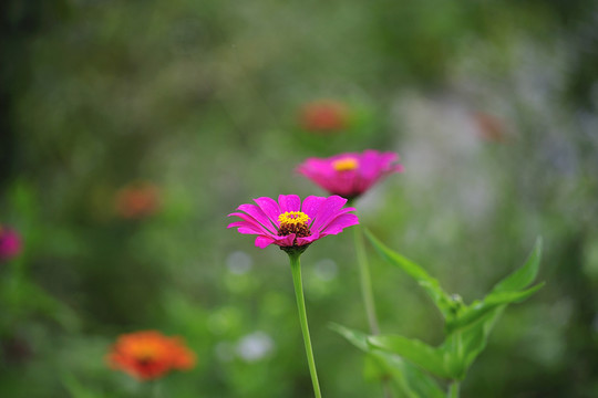 花草