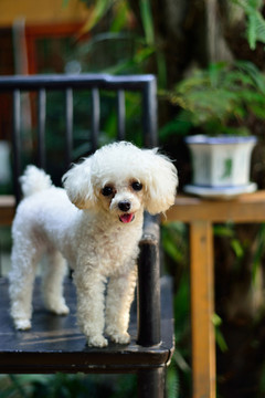 貴賓犬