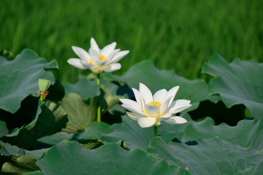 白蓮花 白荷花