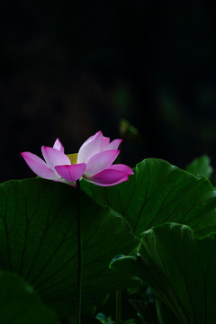 殘荷