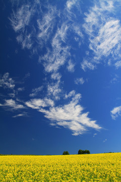 田園風(fēng)光